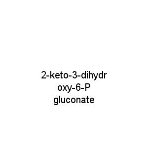 2-keto-3-dihydroxy-6-P gluconate